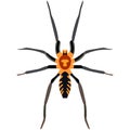 Vector spider exotic dipluridae insect species illustration