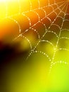 Vector spider web illustration Royalty Free Stock Photo