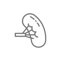 Spleen, human organ line icon.