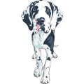 Vector spotted dog Great Dane breed Royalty Free Stock Photo