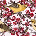 Vector spring background in engraved style. Yellow warbler sitting on blooming Japanese quince branch sketches in color. Songbird