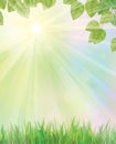 Vector of spring background with grass and leaves. Royalty Free Stock Photo