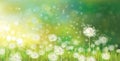 Vector of spring background with white dandelions. Royalty Free Stock Photo