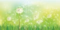 Vector spring background with white dandelions. Royalty Free Stock Photo