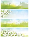 Vector spring banners, blossoming tree branch, nature background Royalty Free Stock Photo