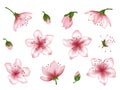 Vector spring blossom pink flower set. Royalty Free Stock Photo