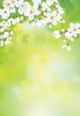 Vector spring blossoming background.