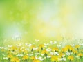 Vector spring  blossoming  meadow, yellow dandelions and daisies Royalty Free Stock Photo