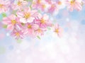 Vector of spring blossoming tree with bokeh backgr Royalty Free Stock Photo