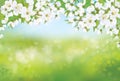 Vector spring blossoming tree on bokeh background.