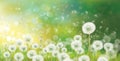 Vector spring bokeh background with white dandelions