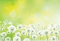 Vector spring bokeh background with white dandelions. White dandelions meadow Royalty Free Stock Photo