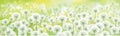 Vector spring bokeh background with white dandelions. White dandelions meadow Royalty Free Stock Photo