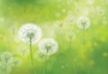 Vector spring bokeh background with white dandelions. Royalty Free Stock Photo