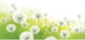 Vector spring bokeh background with white dandelions Royalty Free Stock Photo