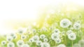 Vector spring bokeh background with white dandelions Royalty Free Stock Photo