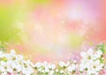 Vector spring floral background. Royalty Free Stock Photo