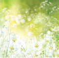 Vector spring, floral background. Royalty Free Stock Photo