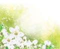 Vector spring floral background Royalty Free Stock Photo