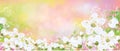 Vector spring, floral background Royalty Free Stock Photo