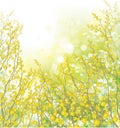 Vector spring,  floral background. Yellow mimosa flowers and plants Royalty Free Stock Photo
