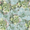 Vector spring flower seamless pattern with succulents. Elegant tender design for florist shop.