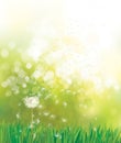 Vector spring  green background,  white dandelion. Royalty Free Stock Photo