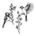 Vector spring sketches set. Two great tit on blooming willow branches illustration. Hand drawn wildlife design in engraved style.