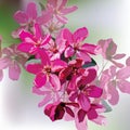 Vector Spring Summer Pink flowers blossom tree branch