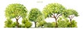 Vector spring tree side view isolated on white background for landscape plan