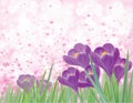 Vector spring violet crocuse flowers.