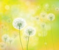 Vector spring white dandelions. Royalty Free Stock Photo