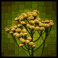 Vector square stained glass window with blooming tansy.