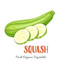 Vector squash vegetable