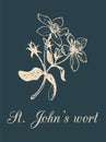 Vector St. Johns Wort branch illustration with flowers. Hand drawn botanical sketch of officinalis plant. Medicinal herb