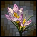 Vector stained glass window with blooming bouquet of purple crocuses.