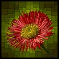 Vector stained glass window with blooming red erigeron. Royalty Free Stock Photo