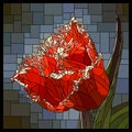 Vector stained glass window with blooming red tulip with white fringe