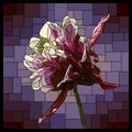 Vector stained glass window with blooming violet aquilegia.