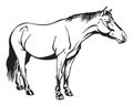 Vector standing horse Royalty Free Stock Photo