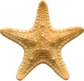 Vector starfish