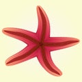 Vector Starfishes Red Color Illustration