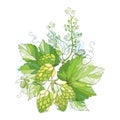 Vector stem with Hops or Humulus with ornate leaves and cones isolated on white background.