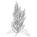 Vector stem with outline Amaranthus or Amaranth flower bunch and leaves in black isolated on white background.