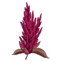 Vector stem with outline Amaranthus or Amaranth flower bunch and leaves in red isolated on white background.