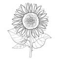 Vector stem with outline open Sunflower or Helianthus flower and leaves isolated on white background. Contour floral elements.