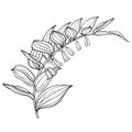 Vector stem of outline Polygonatum or Solomon`s seal flower bunch with ornate leaves in black isolated on white background.