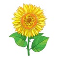 Vector stem with outline yellow Sunflower or Helianthus flower and green leaves isolated on white background. Summer element.
