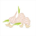 Vector still life of whole heads of garlic and cloves of garlic on a white background. Flat design.