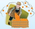 Vector stock illustration. Harvesting. A man collects oranges